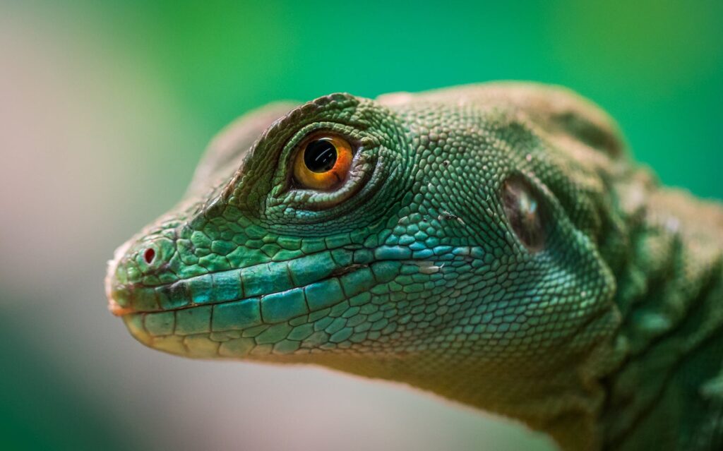 green reptile