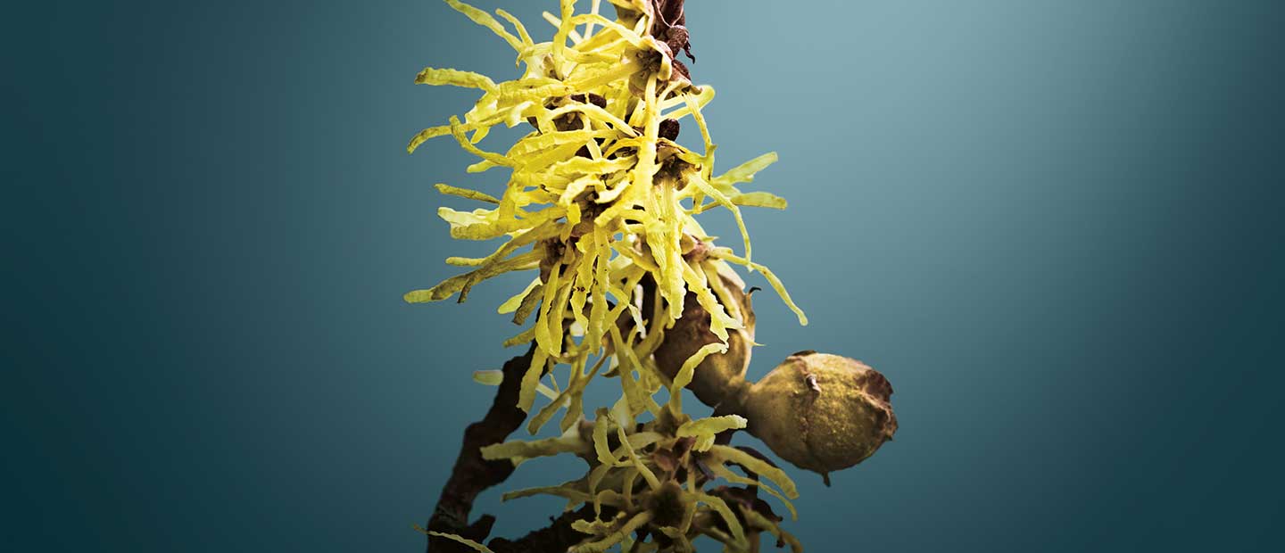 Fiori dorati di Amamelide (Hamamelis virginiana), estratto astringente e tonificante della Lozione Dr. Hauschka
