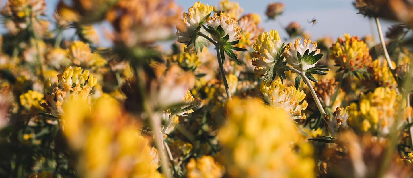 Fioritura selvatica di Antillide (Anthyllis vulneraria), pianta officinale guida delle formule Dr. Hauschka